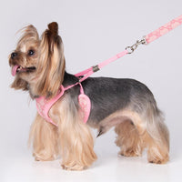 Pucci Harness & Leash