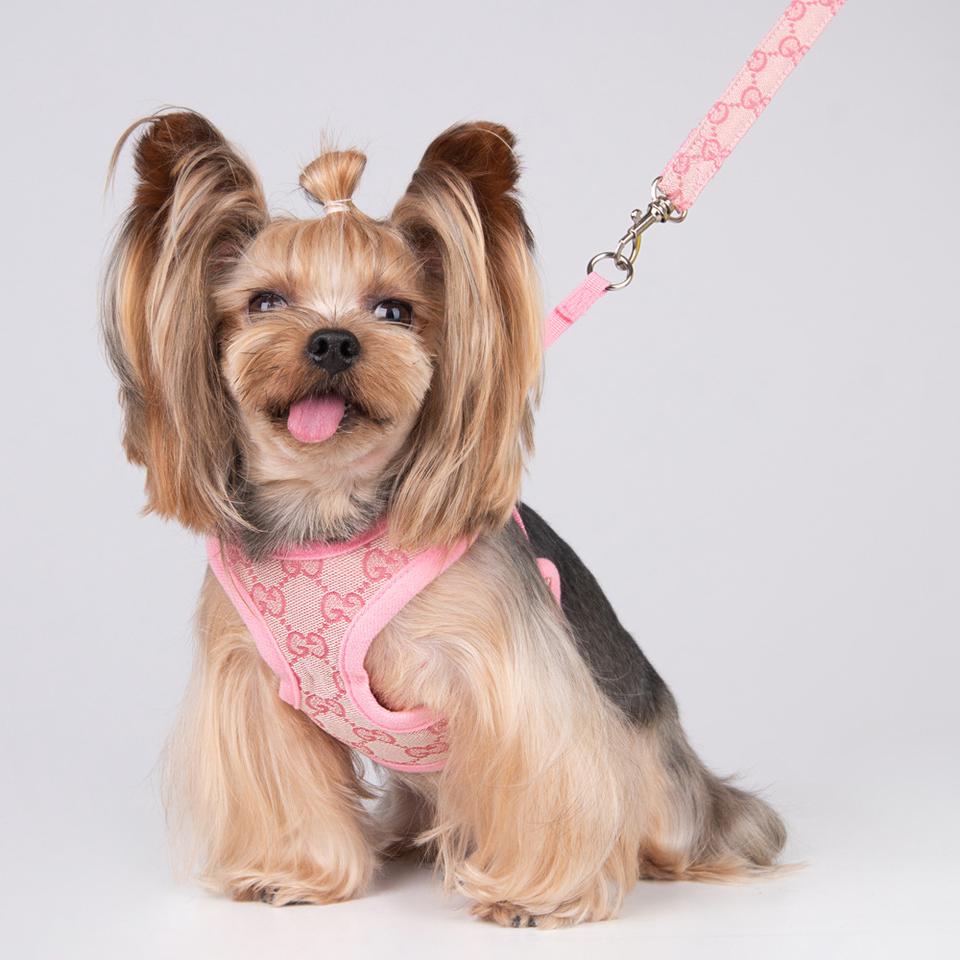 Pucci Harness & Leash