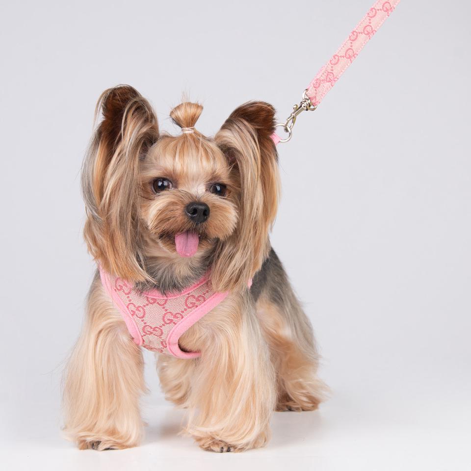 Pucci Harness & Leash