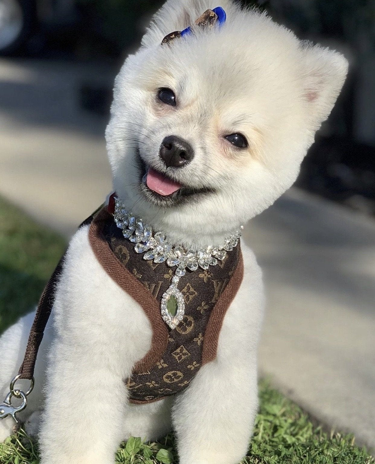 Chewie V Harness & Leash